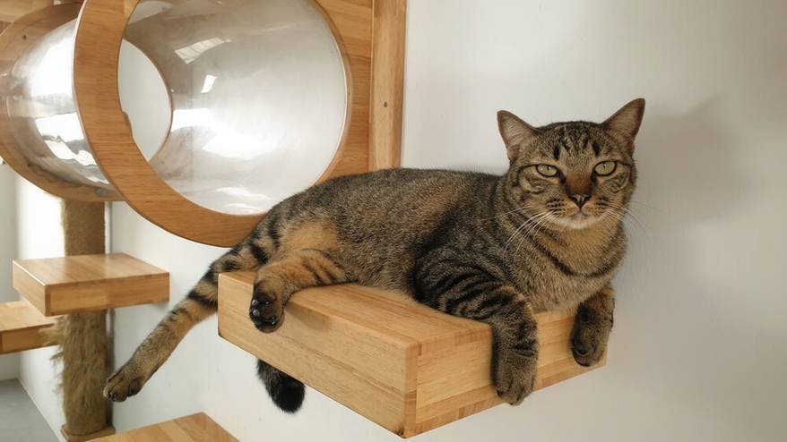 A young tabby cat restin