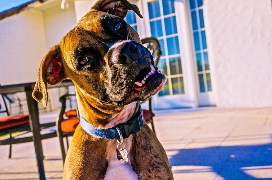 Boxer with large underbite tilts his head.