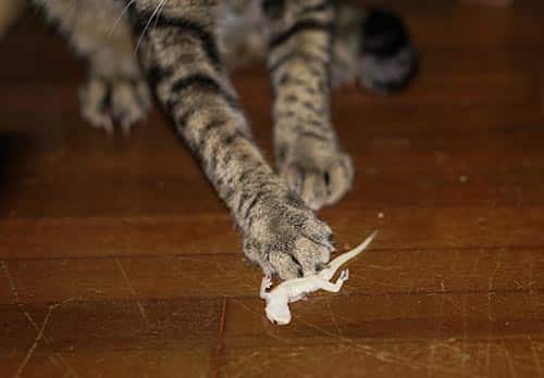 Cat holds paw down on a lizard on its back in a house.