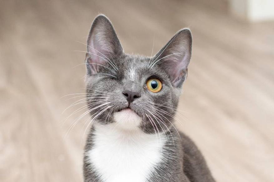 Disabled cat