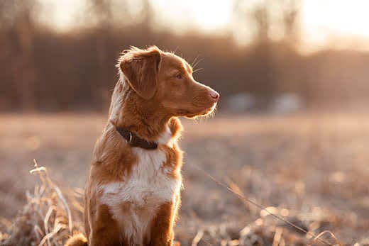 Dog Nova Scotia Duck Tolling Retriever walking, playing, running, jumping in the park in spring