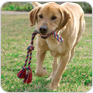 Dog image