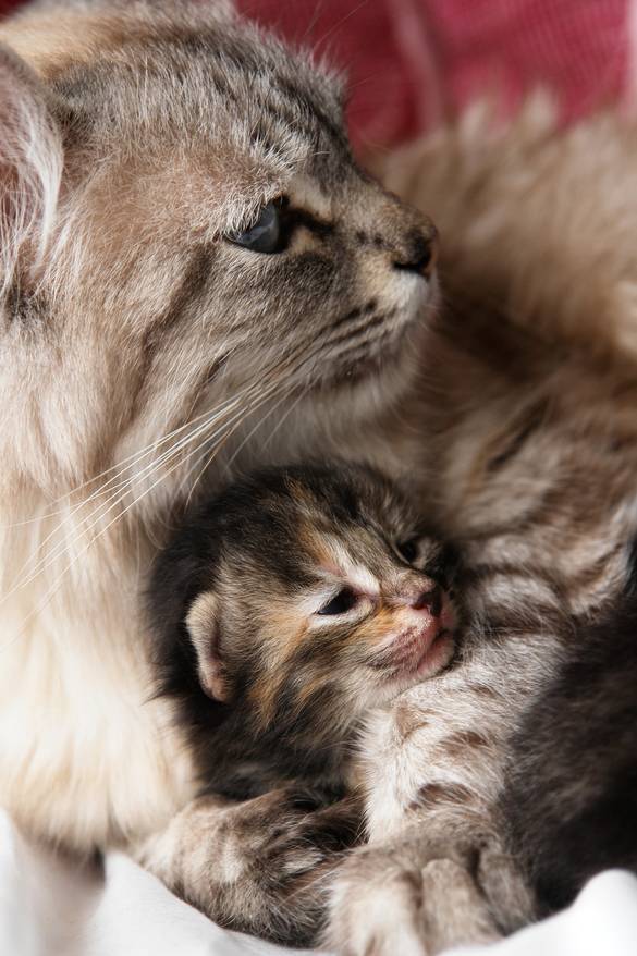 Striped momma cat wraps up tiny kitten in her paws