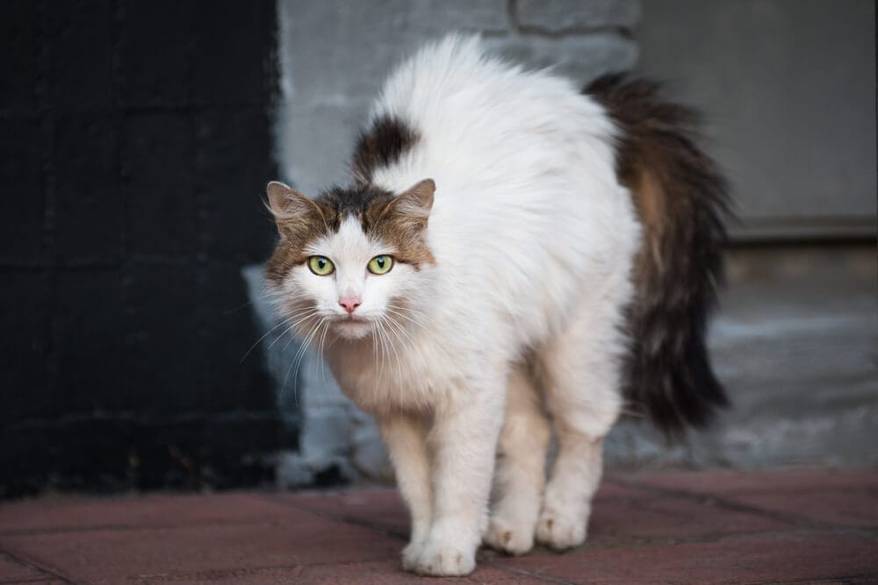 Stray long haired white