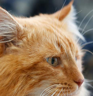Long haired cat being pet