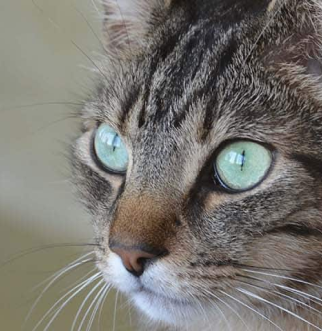 tabby cat staring
