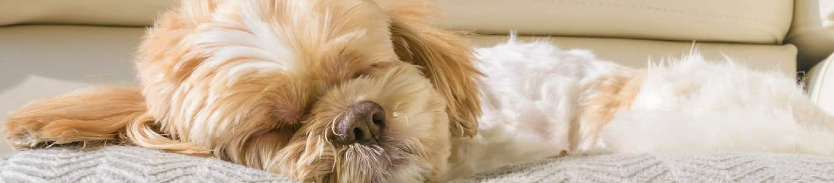 dog sleeping in bed