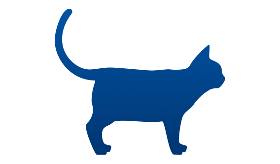 Chunky cat