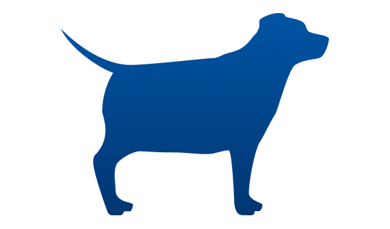Chunky dog