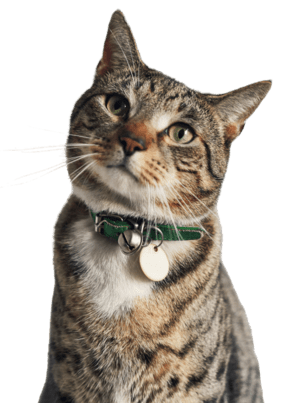 Cat looking around