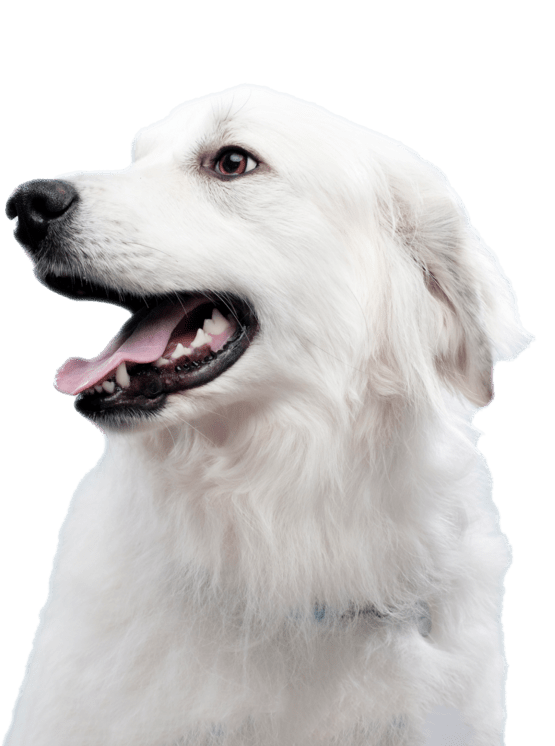 White dog
